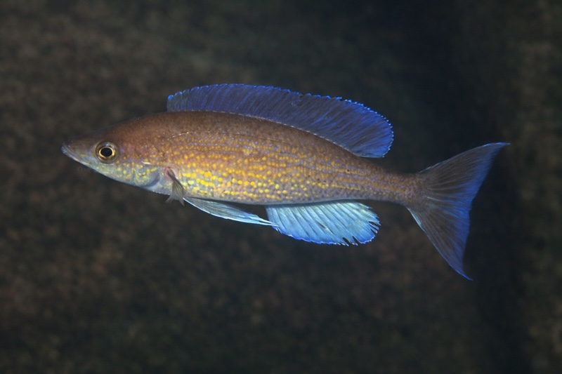Cyprichromis pavo 'Kantalamba'